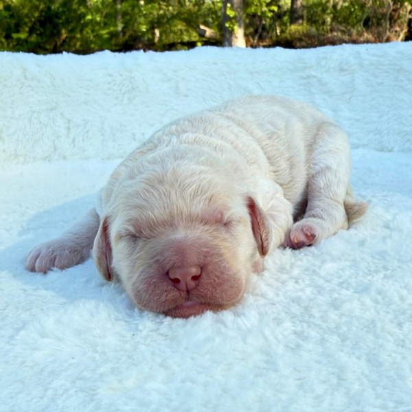 Churro - Image 4