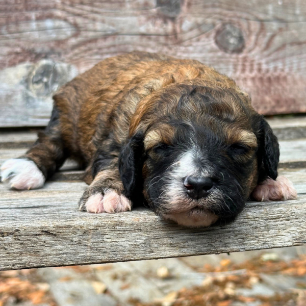 Snuggles - Image 5