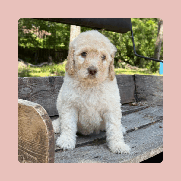 Churro - Image 6