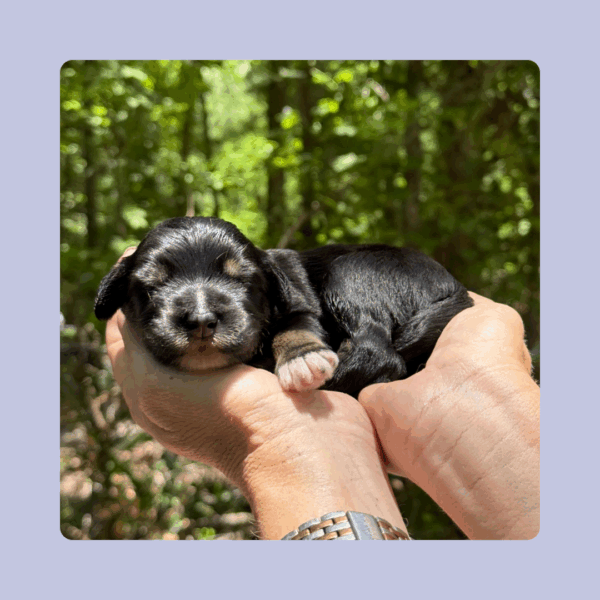 Bennie - Image 2