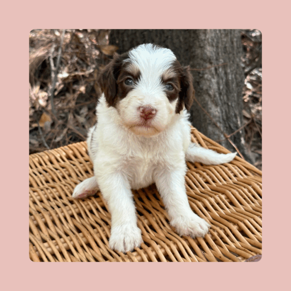 Rosalind - Image 3