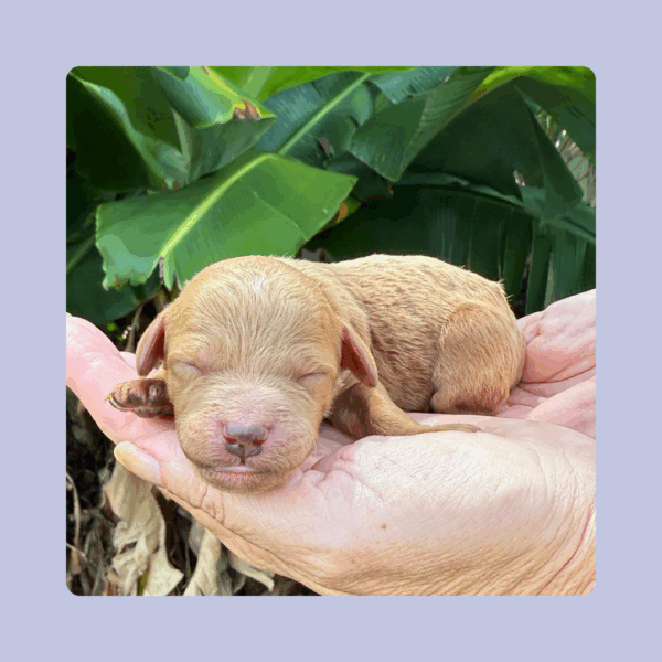 Kona