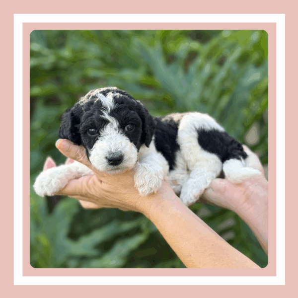 Daisy - Image 4