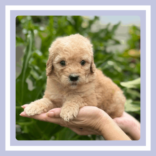 Mochi - Image 6
