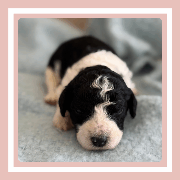 Daisy - Image 3