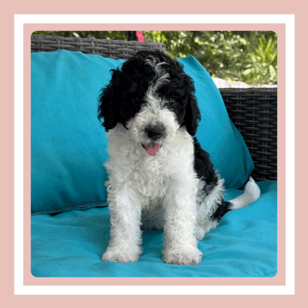 Daisy - Image 5