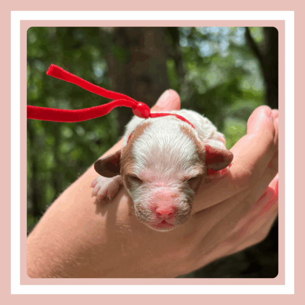 Lychee - Image 2