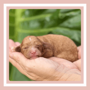 Truffle