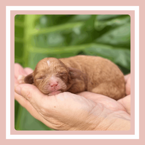 Truffle