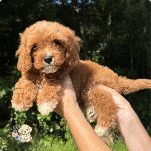 Truffle
