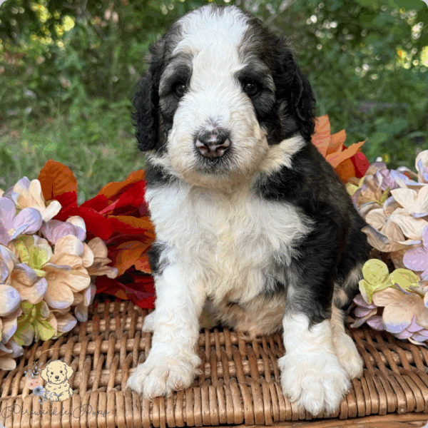 Oakley