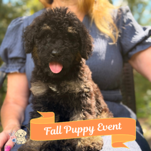 Poppy-Fall Puppy Event!